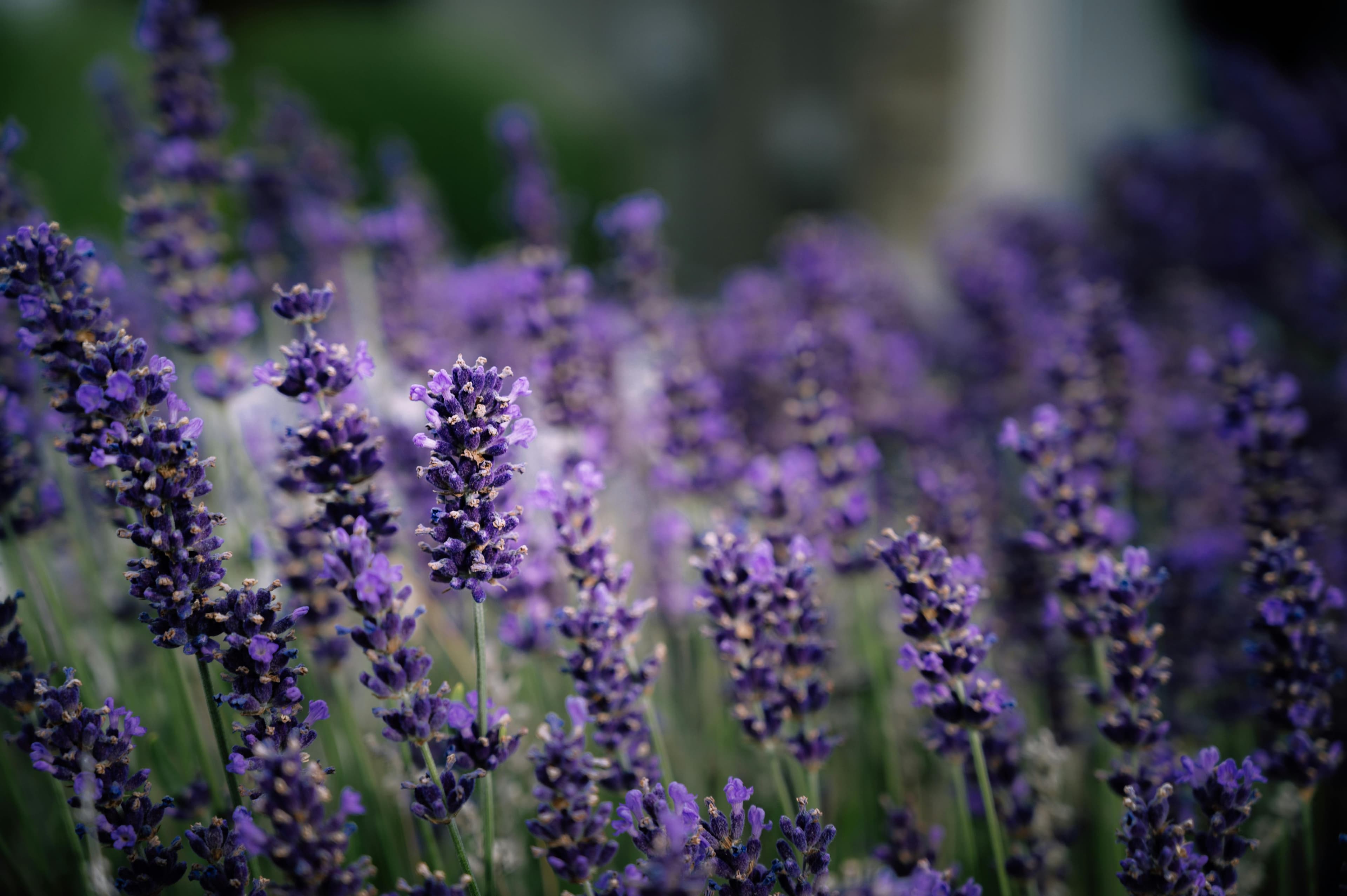 Lavender field background